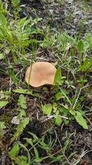 Infundibulicybe squamulosa