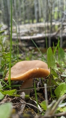 Infundibulicybe squamulosa