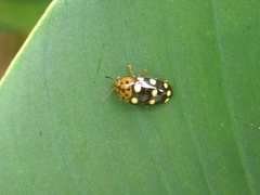 Mycotretus duodecemguttatus