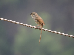 Prinia crinigera