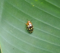 Mycotretus duodecemguttatus