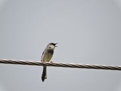 Prinia hodgsonii