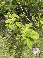 Heliotropium verdcourtii