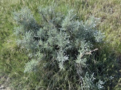 Artemisia