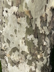 Platanus occidentalis