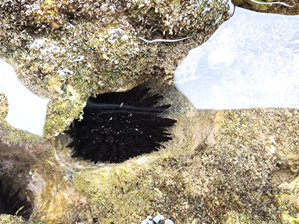 Oblong Sea Urchin