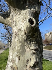 Platanus occidentalis