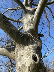 Platanus occidentalis