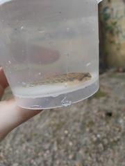 Etheostoma stigmaeum