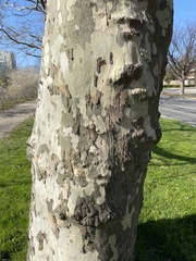 Platanus occidentalis