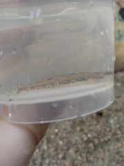 Etheostoma stigmaeum