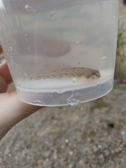 Etheostoma stigmaeum