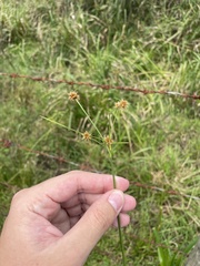 Rhynchospora holoschoenoides