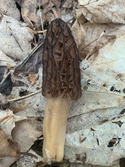Morchella angusticeps