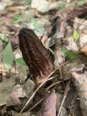 Morchella angusticeps