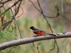 Pericrocotus ethologus