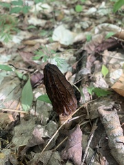 Morchella angusticeps