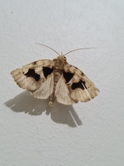 Lepidoptera