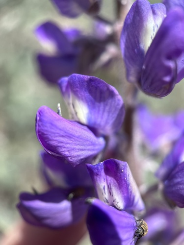 Summer Lupine