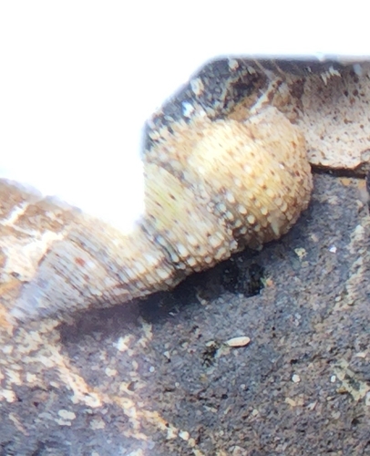 Tarebia granifera, 2022-05-18
