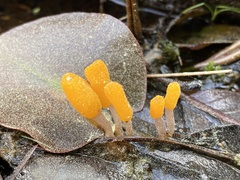 Mitrula elegans
