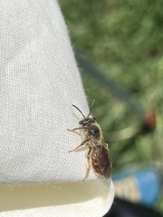 Andrena erythrogaster