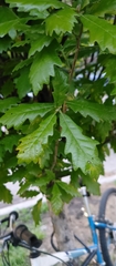 Quercus