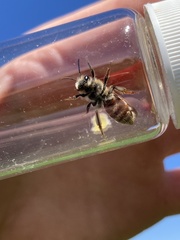 Andrena erythrogaster
