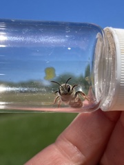 Andrena erythrogaster