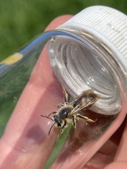 Andrena erythrogaster