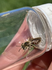 Andrena erythrogaster