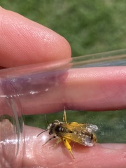 Andrena erythrogaster