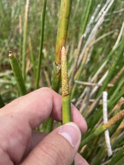 Eleocharis interstincta