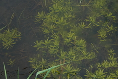 Ludwigia polycarpa