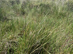 Eleocharis interstincta