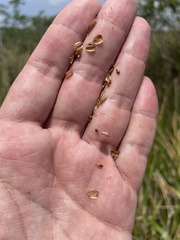 Eleocharis interstincta