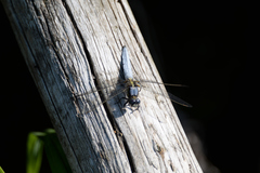 Orthetrum japonicum