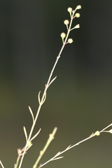 Agalinis skinneriana