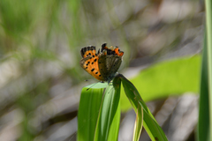 Lycaena phlaeas daimio