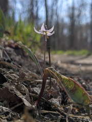 Erythronium propullans