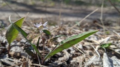 Erythronium propullans
