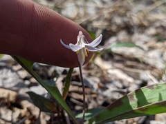 Erythronium propullans