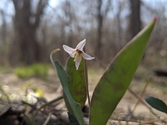 Erythronium propullans