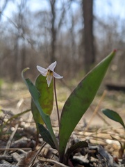Erythronium propullans