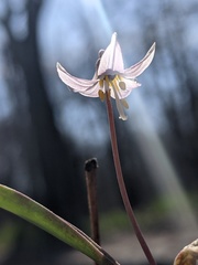 Erythronium propullans