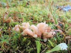 Clavaria rosea