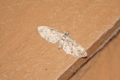 Eupithecia graefii
