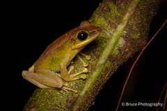 Chalcorana megalonesa