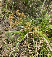 Rhynchospora corymbosa