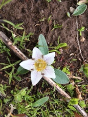 Hesperochiron pumilus